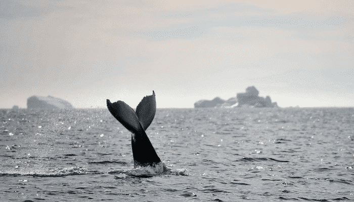 8 Interesting Davis Strait Facts – The Broadest Strait in the World