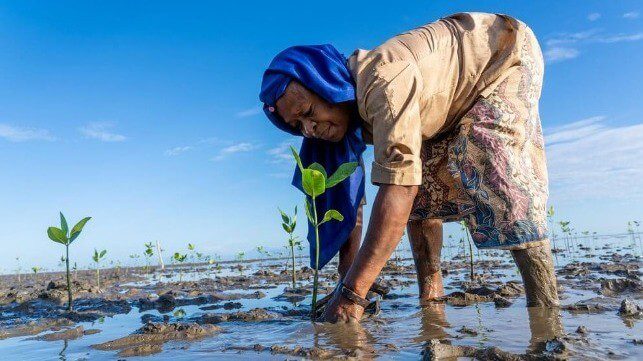 Coastal and Marine Carbon Offsets are Taking Root