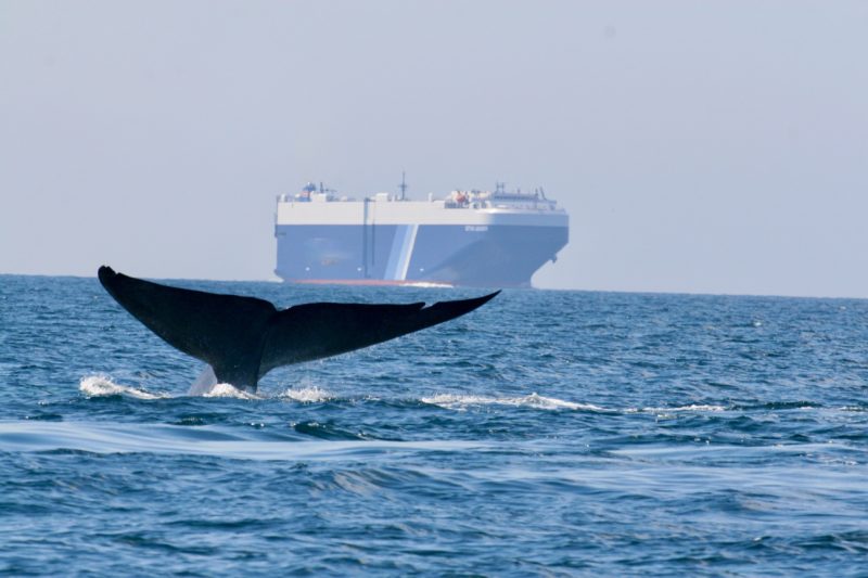 Global shipping companies reduced speeds off California coast to protect blue whales and blue skies