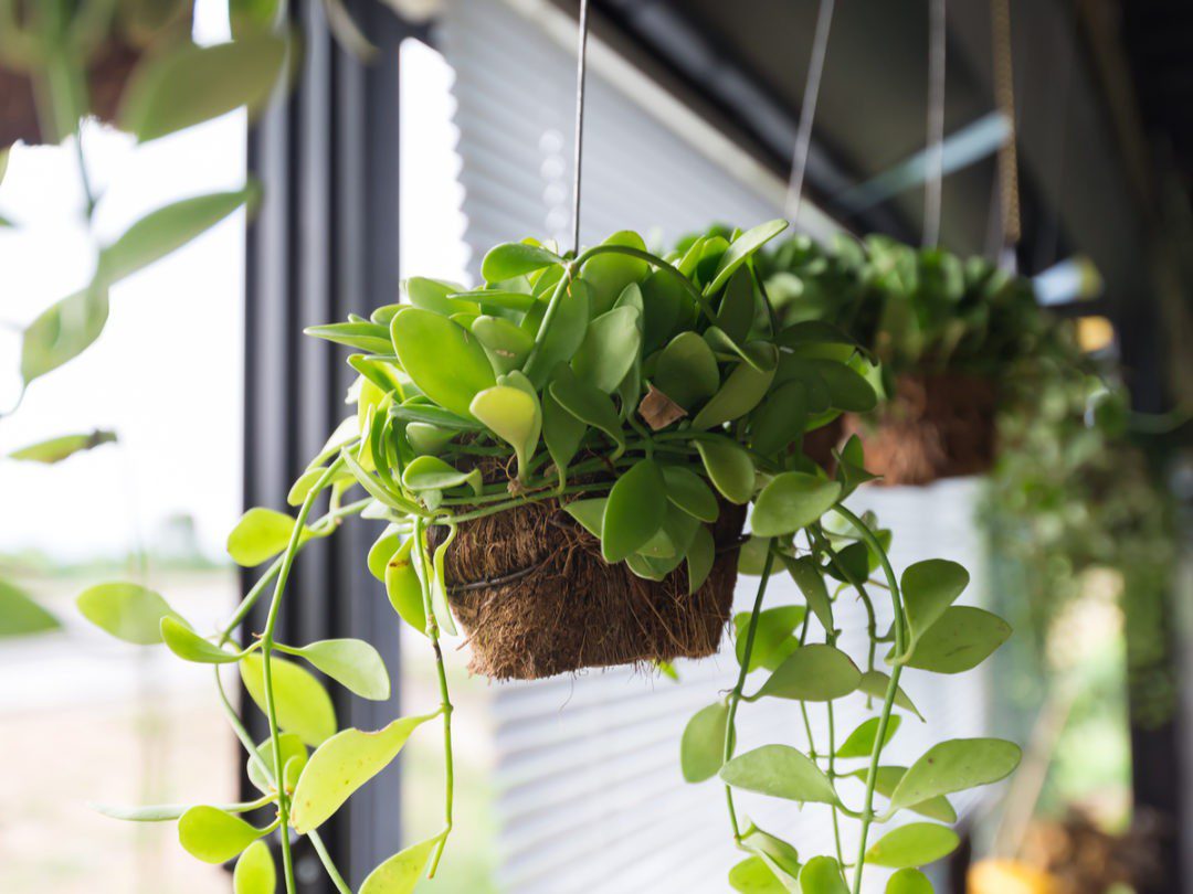 How a Seattle Nursery Survived the Shift to Online Business