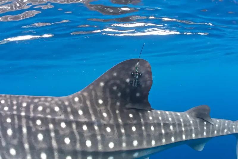 Several Factors Point To Shipping Being A Leading Cause Of Whale Shark Deaths