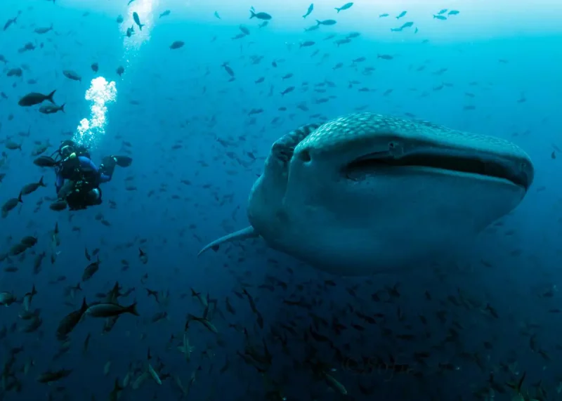 Several Factors Point To Shipping Being A Leading Cause Of Whale Shark Deaths