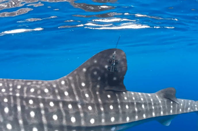 Ship strikes blamed for falling populations of endangered species