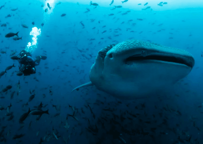 Ship strikes blamed for falling populations of endangered species Ship strikes blamed for falling populations of endangered species
