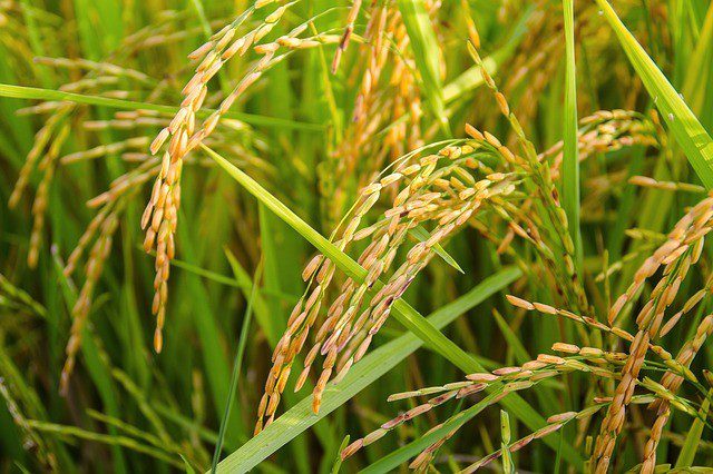 BOC rice import duty collection hits P8.35B from January-May