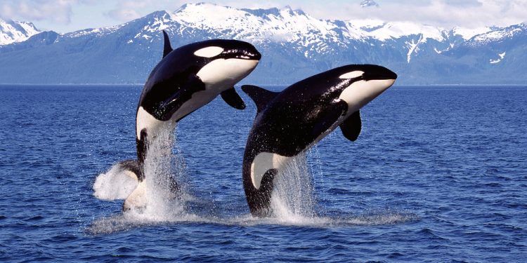 Canada: New requirements apply for protection of killer whales