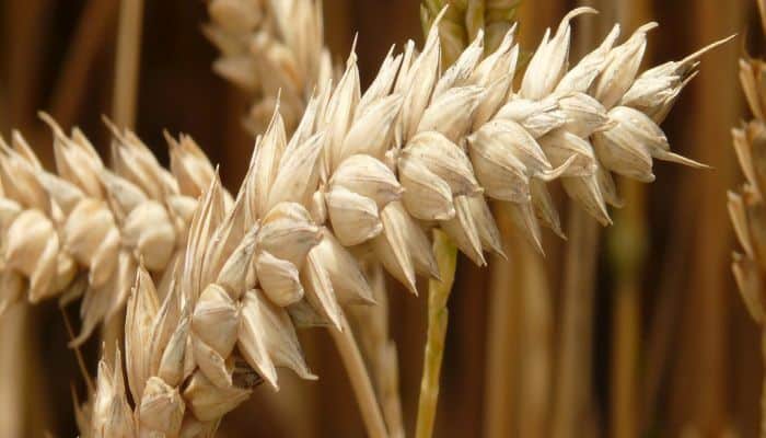 JCC Authorized Three Vessels Carrying 129,440 Tons Of Grain And Foodstuff To Leave Chornomorsk Port Under The Black Sea Grain Initiative