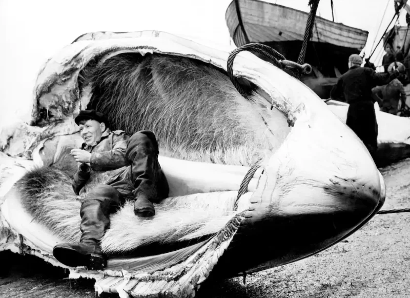 The Soviets Hunted Whales To The Brink Of Extinction But Its Scientists Secretly Tracked ItsToll
