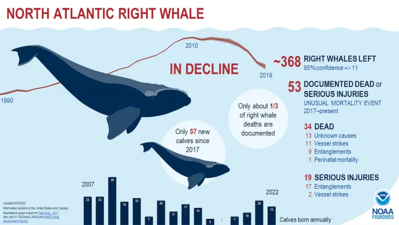 The Soviets Hunted Whales To The Brink Of Extinction But Its Scientists Secretly Tracked ItsToll