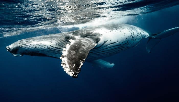 British Ship To Carry Out Underwater Research In The South Atlantic Ocean
