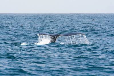 NOAA Sued Over Whale Injuries from Drift Gillnets off California