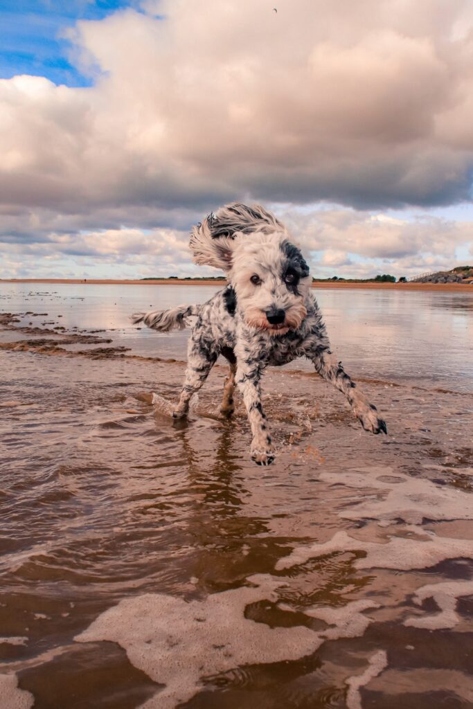 Stunning aerial shot of Essex oyster beds wins maritime photography competition