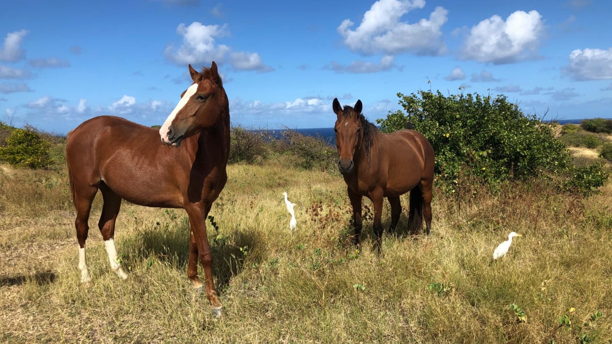 25 Top Things to Do in St. Lucia While on a Cruise