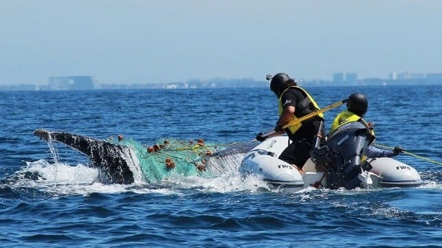 A Raben team rescues an entangled whale in the Banderas Bay, Jalisco state, Pacific Coast of Mexico. Untangling large mammals is a risky task, as rescuers could become caught in the fishing gear they are trying to cut loose. (Image:Ecobac)
